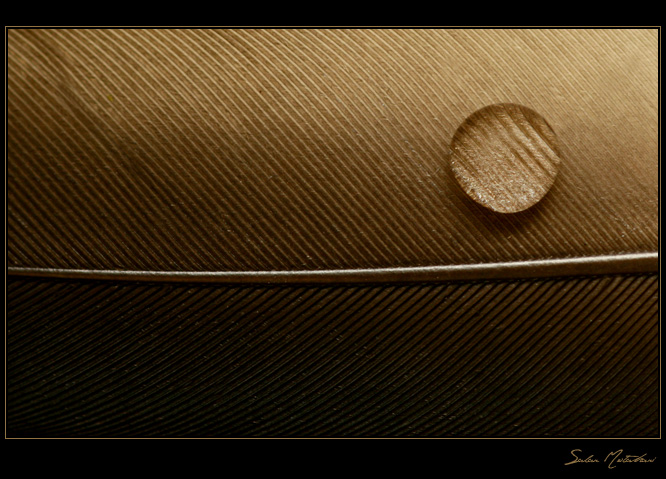 DP Blog